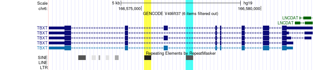 TBXT gene with a highlighted Alu element (hg19)